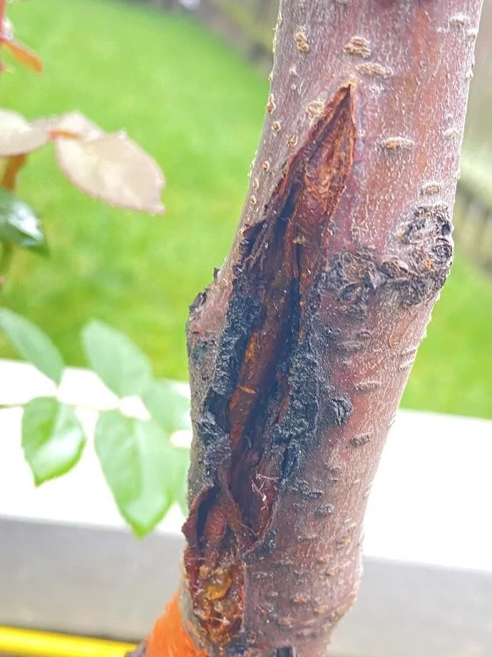bark3.jpeg