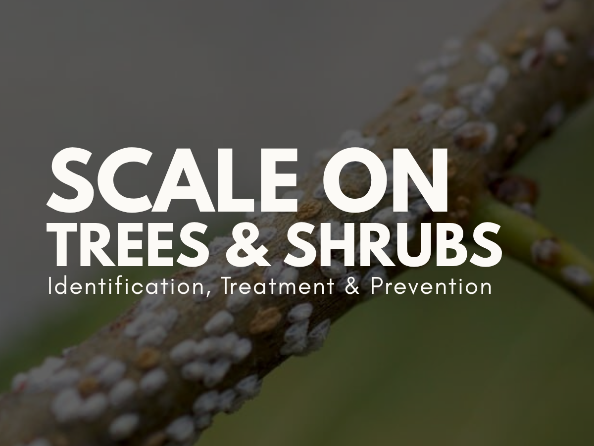Scale on Trees &amp; Shrubs: Identification, Treatment &amp; Prevention