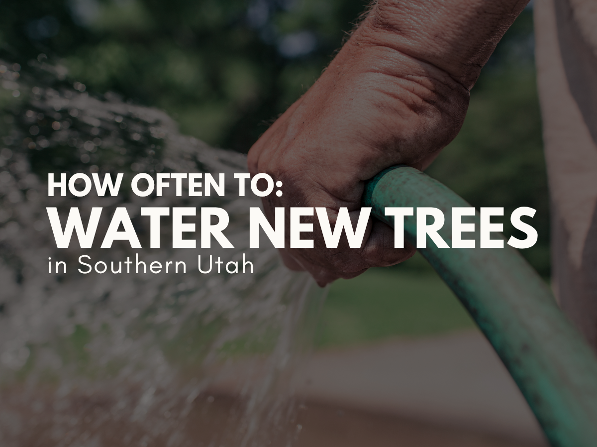 How Often to Water New Trees in Southern Utah