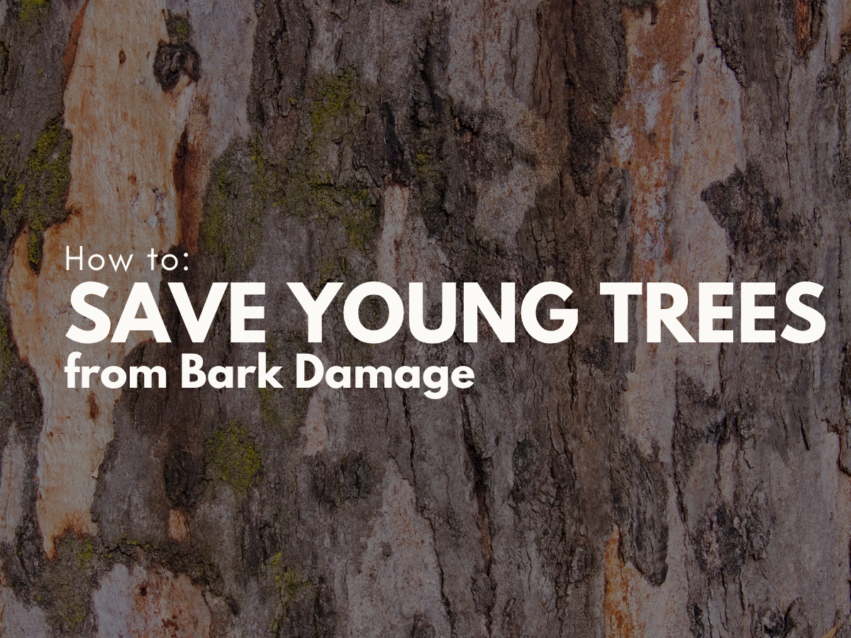 How to Save Young Trees with Damaged Bark