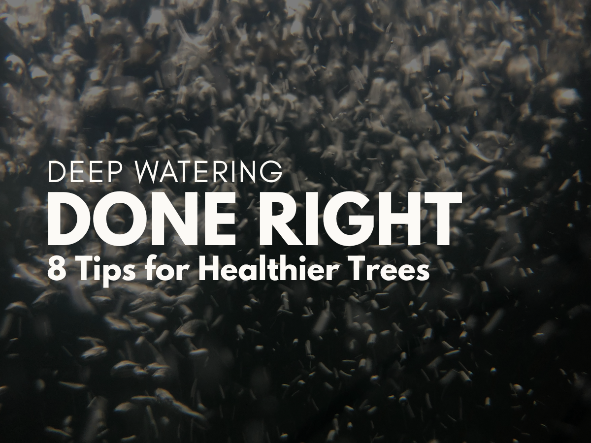Deep Watering Done Right: 8 Tips for Healthier Trees
