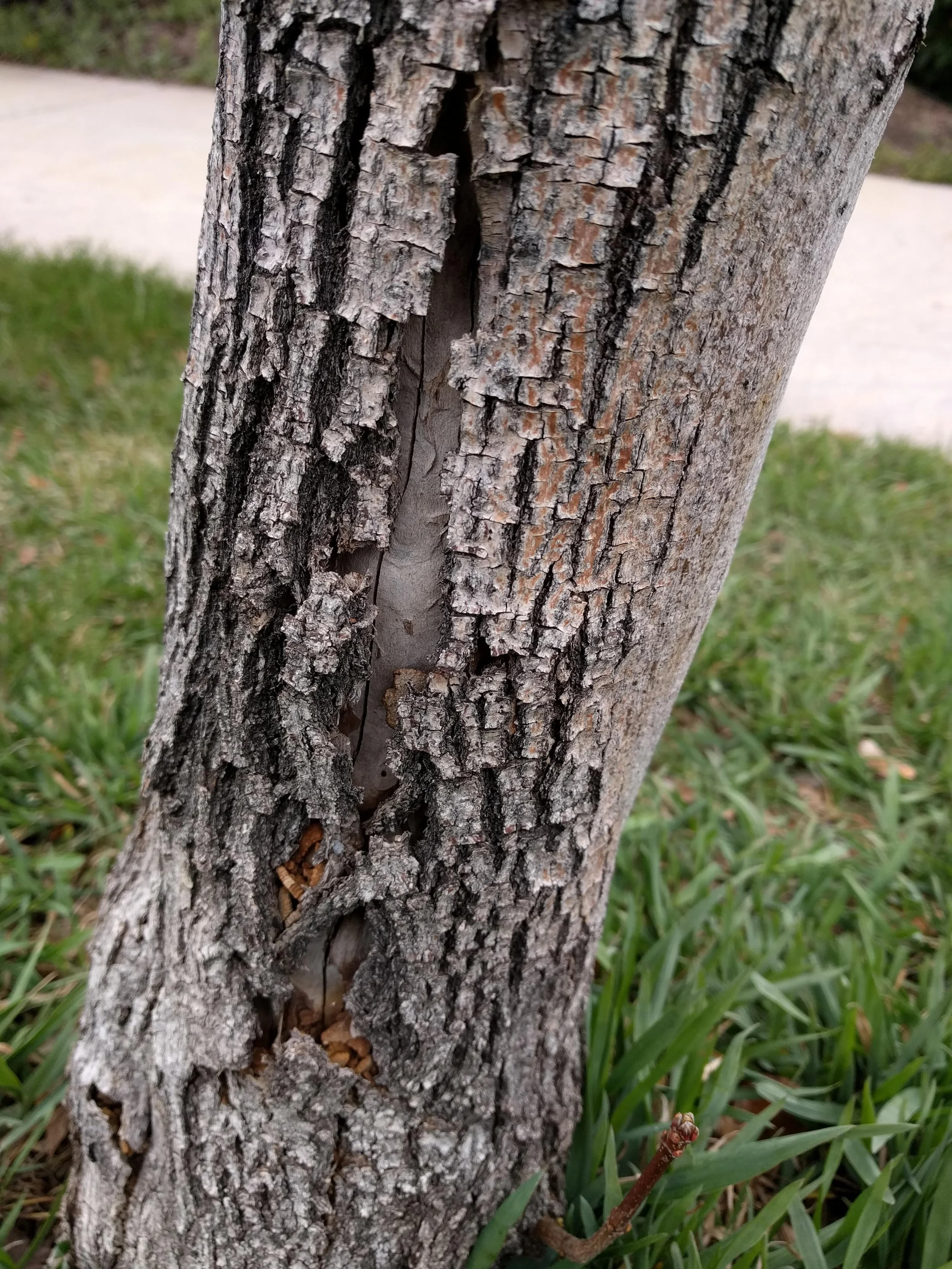 scorched bark.jpeg