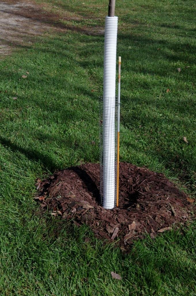 treeprotection.jpeg