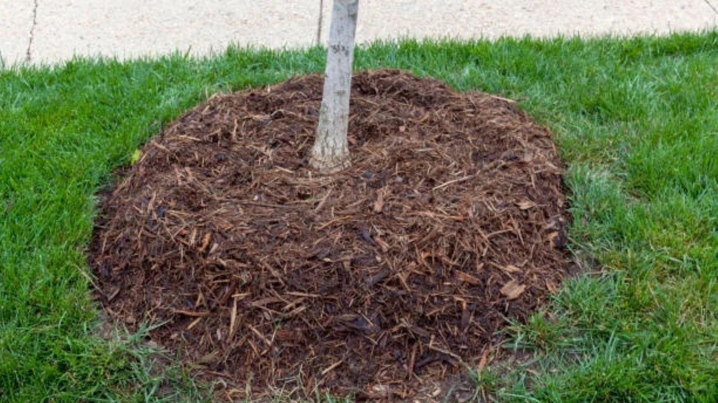 mulch.jpeg