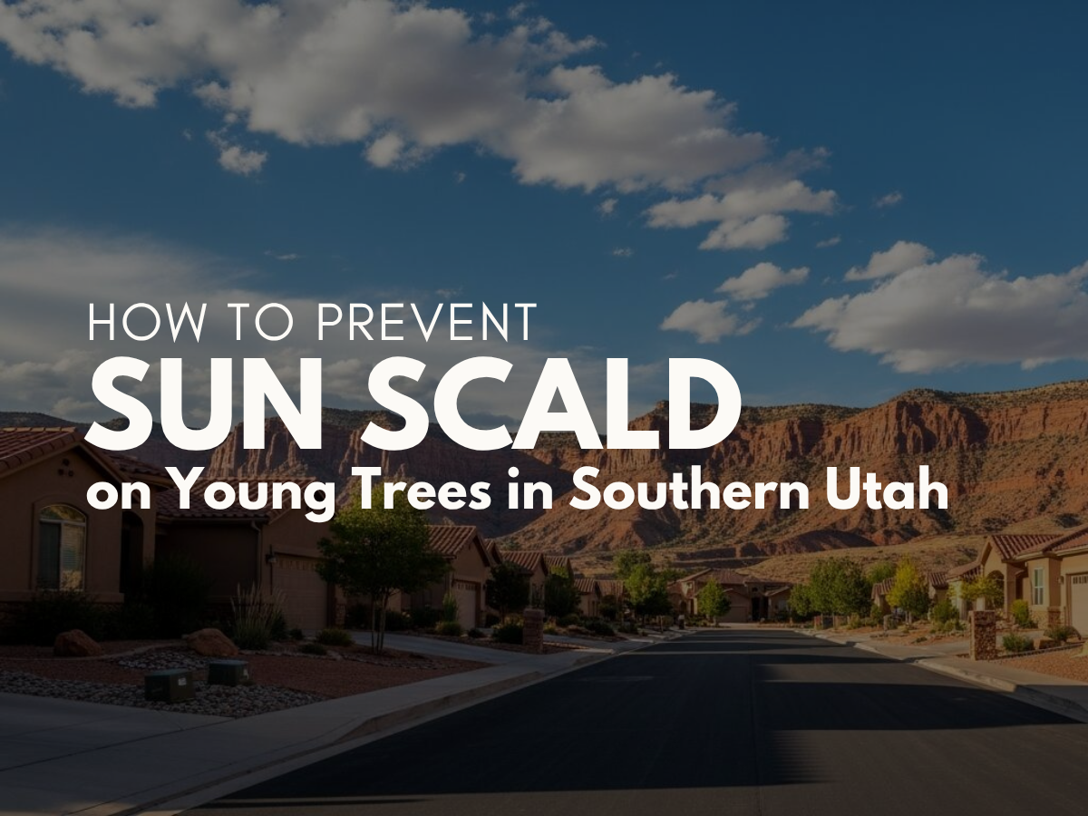 How to Prevent Sun Scald on Young Trees in Southern Utah