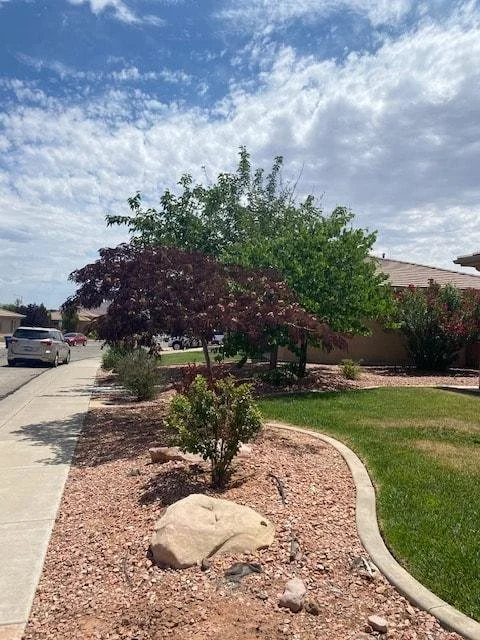 southern utah trees.jpeg