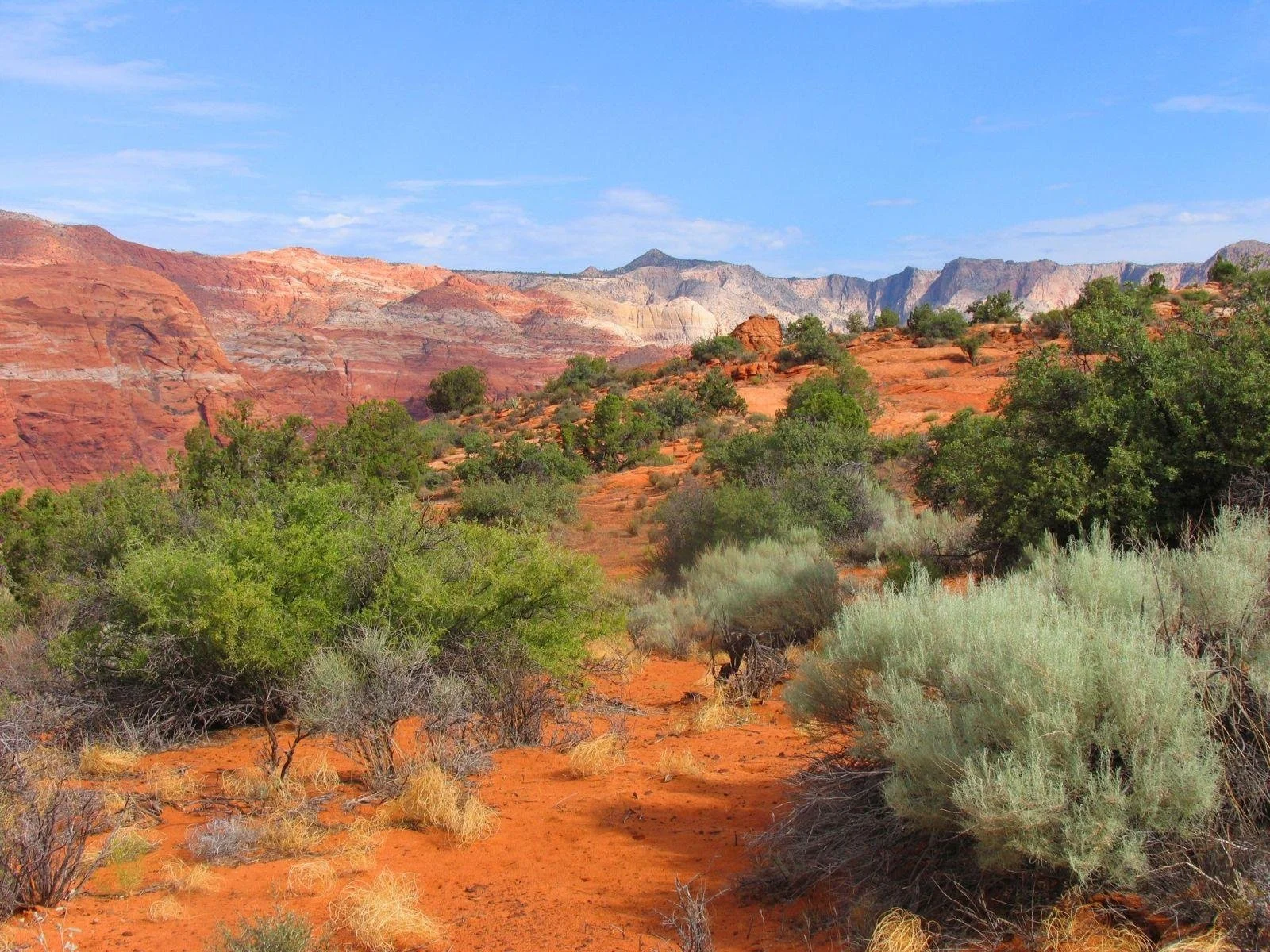 southern utah tree care.jpeg