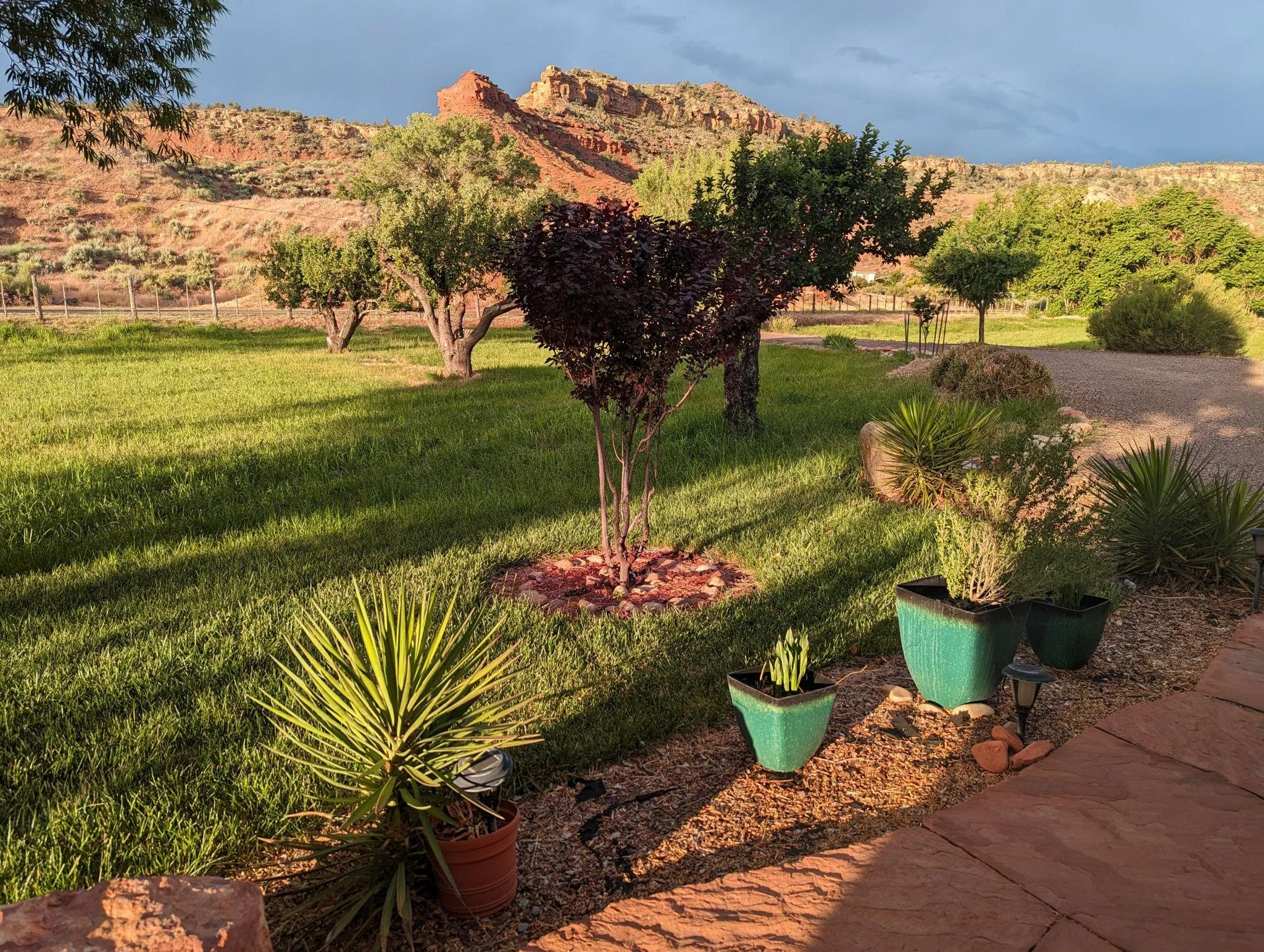 southern utah trees1.jpeg