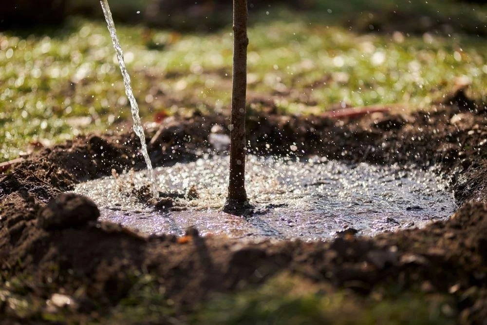 tree watering southern utah.jpeg