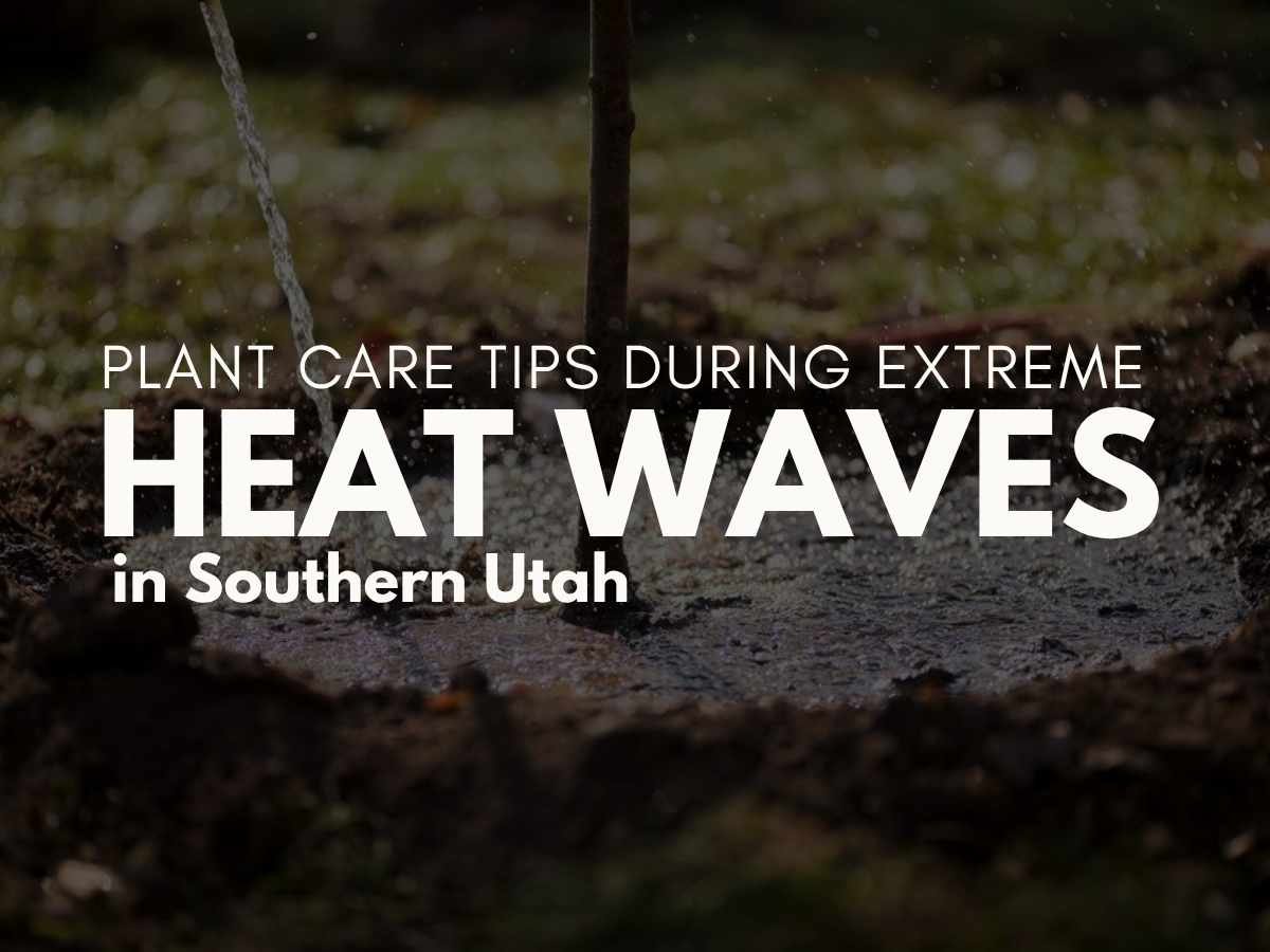 Plant care tips during extreme heat wave