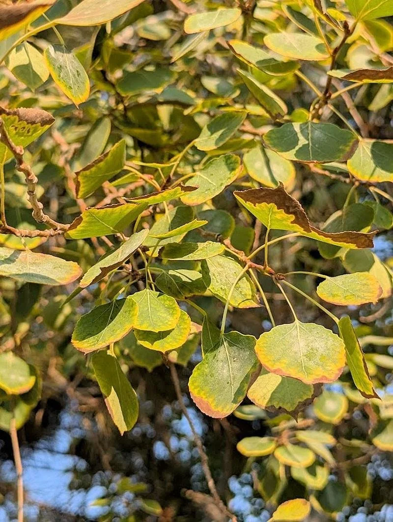 leaf scorch southern utah 6.jpeg