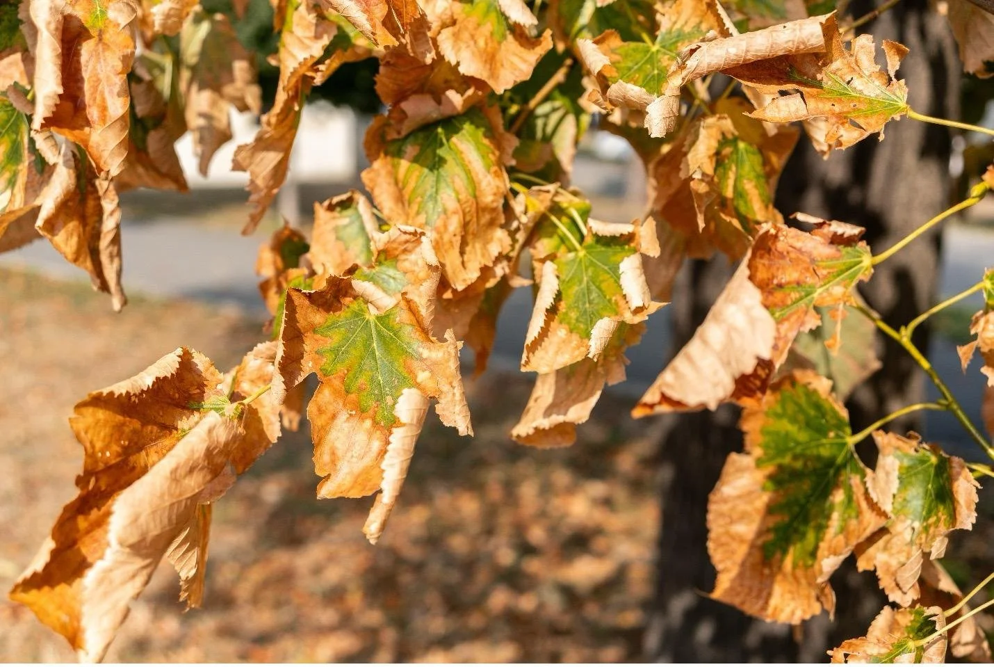 leaf scorch southern utah 5.jpeg