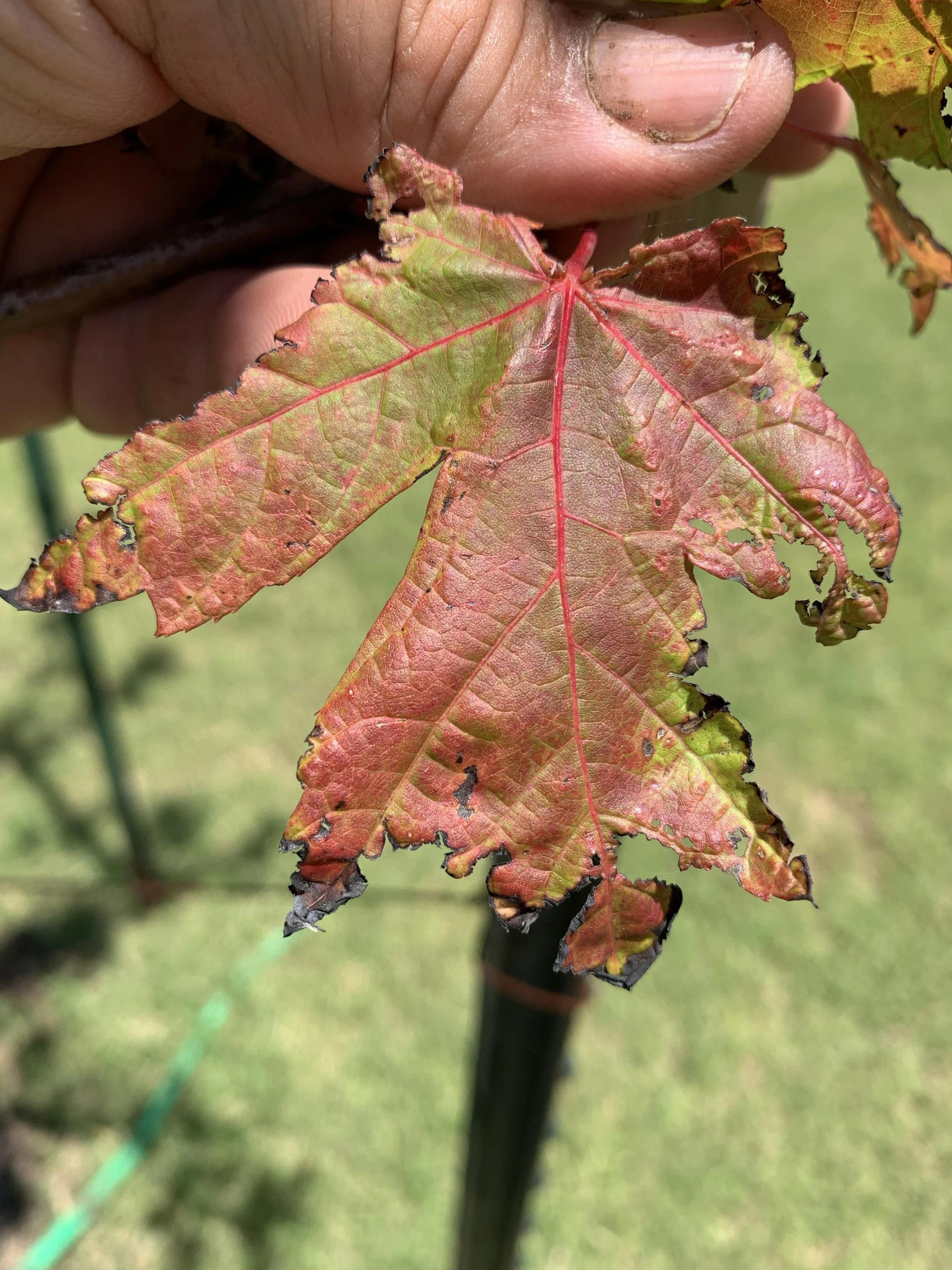 leaf scorch southern utah 7.jpeg