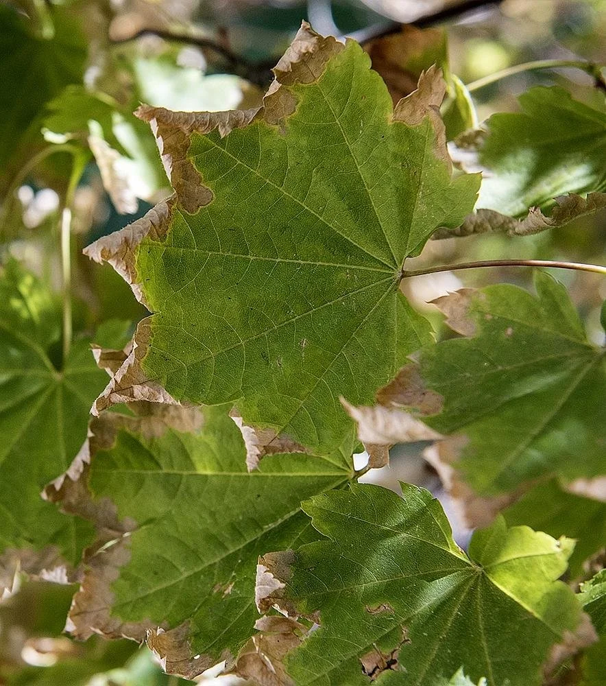 leaf scorch southern utah2.jpeg