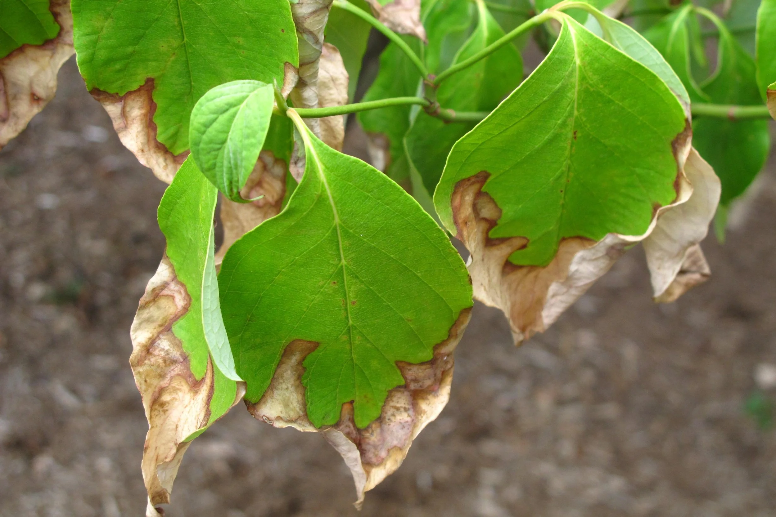 leaf scorch southern utah3.jpeg