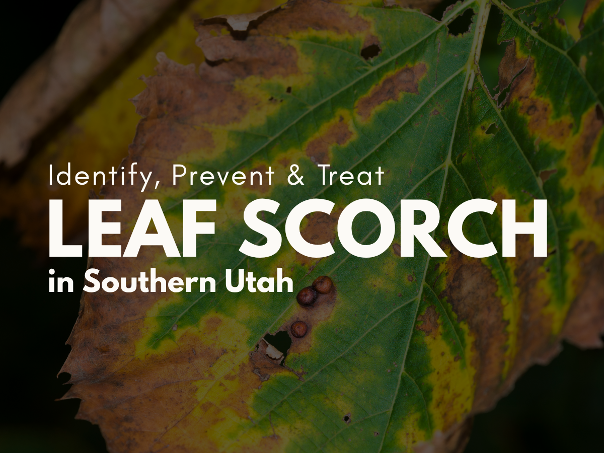 Leaf scorch: Identify, prevent &amp; treat in Southern Utah