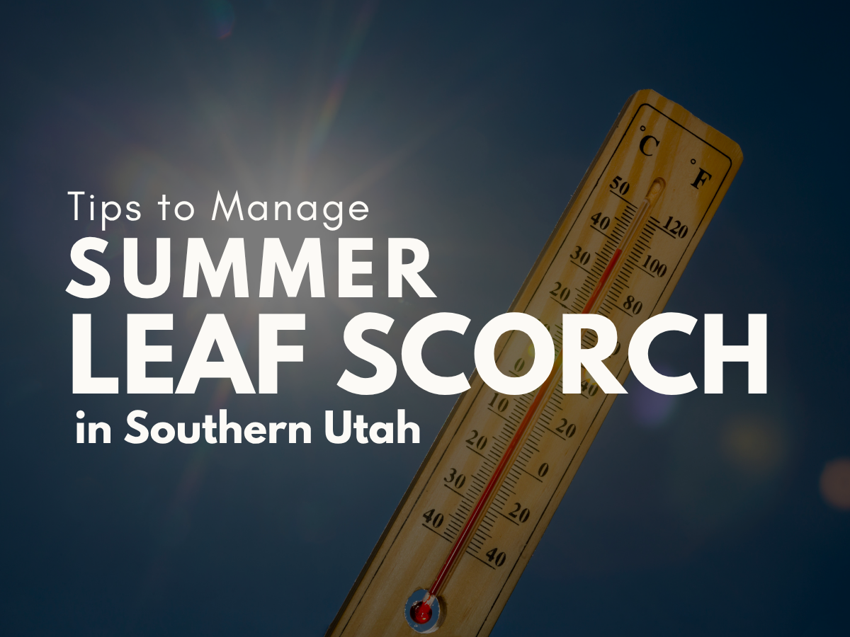 Tips to Manage Summer Leaf Scorch in Southern Utah
