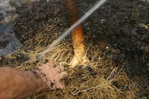 root rot southern utah.jpeg