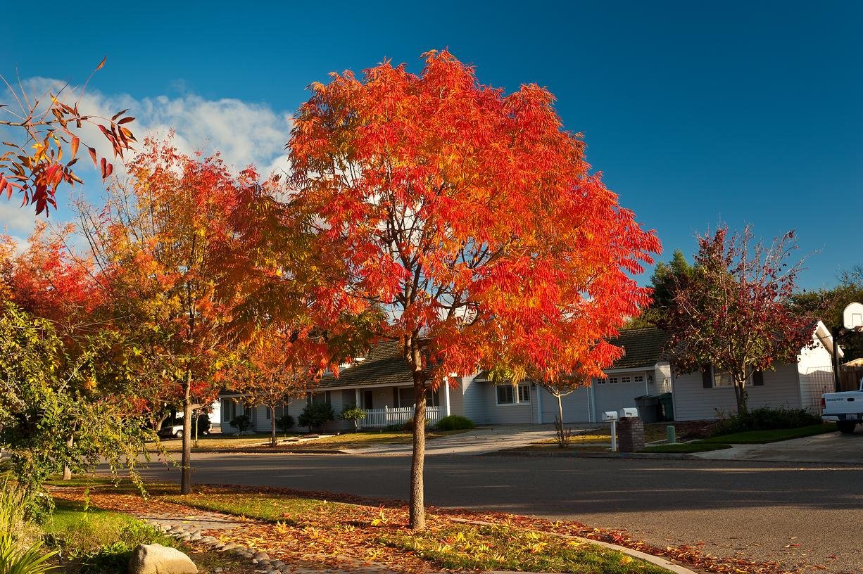 fall chinese pistache.jpeg