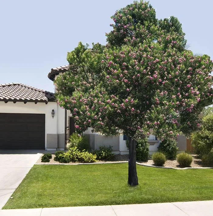desert willow 2.jpeg