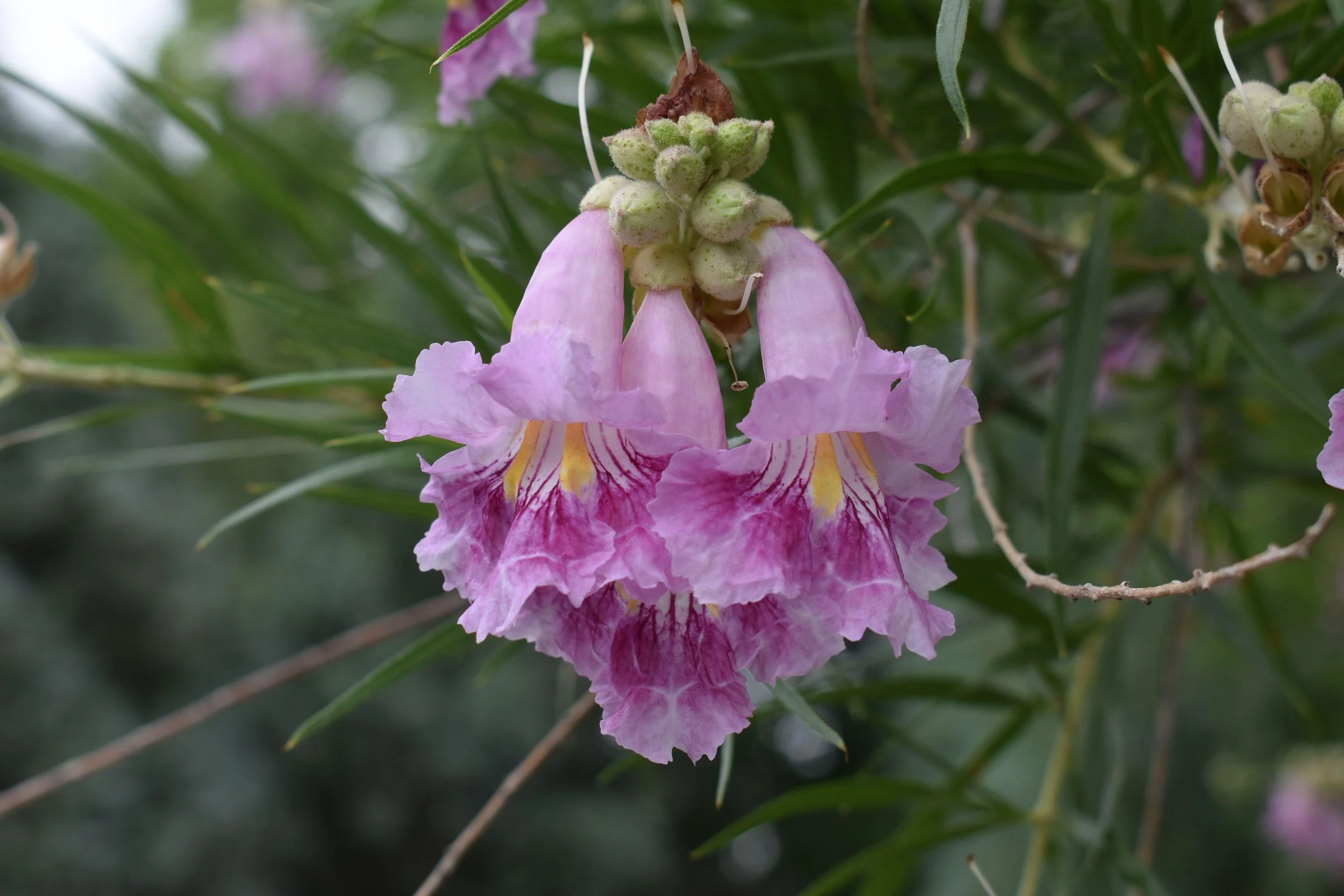 desert willow 3.jpeg
