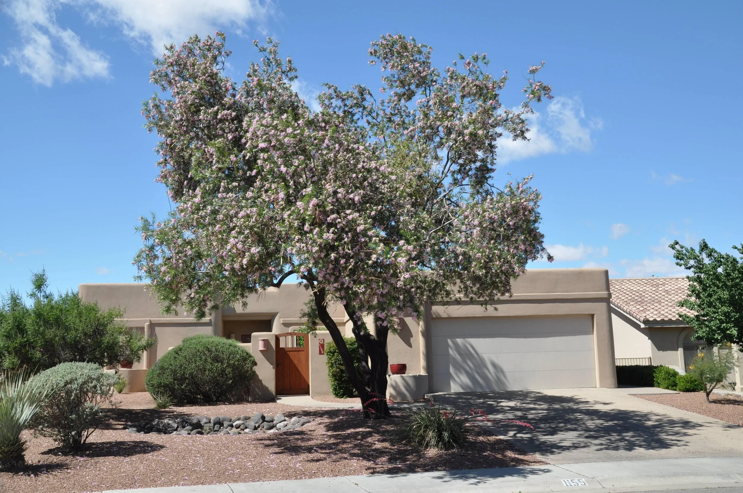 desert willow 4.jpeg