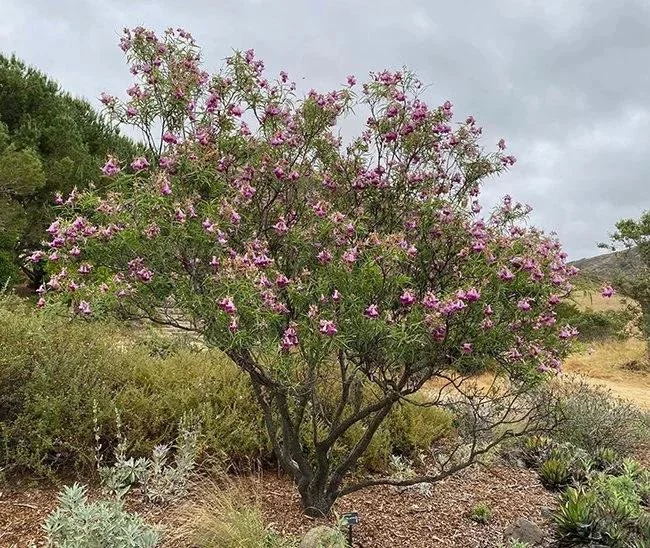 desert willow 5.jpeg