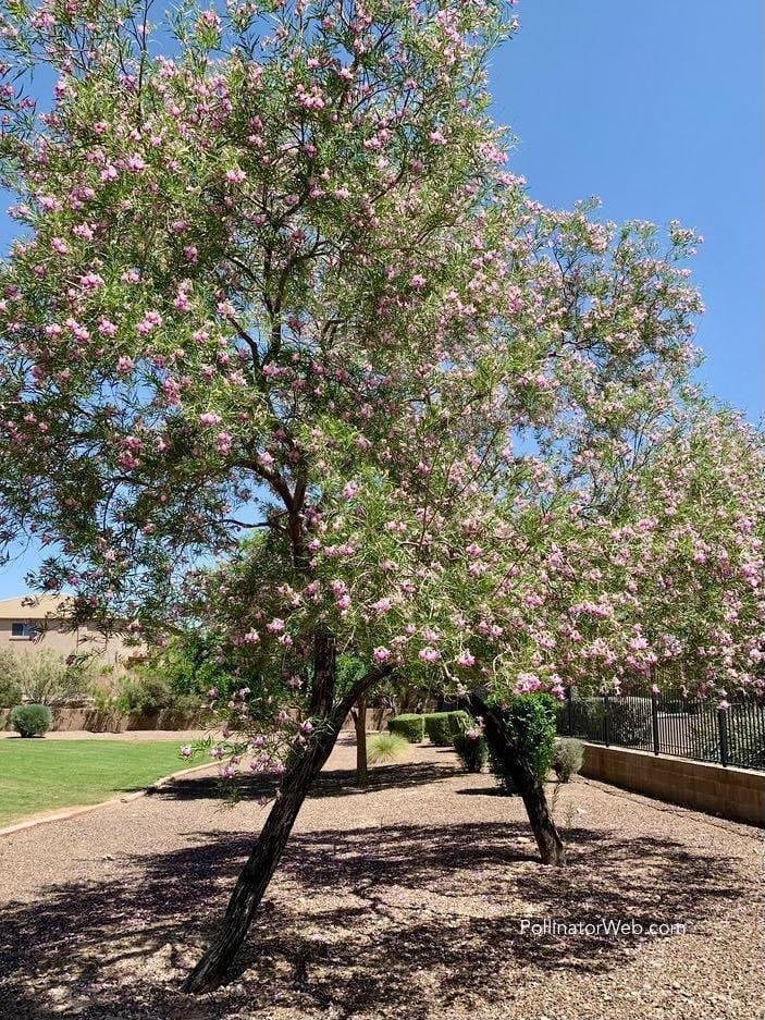 desert willow 1.jpeg