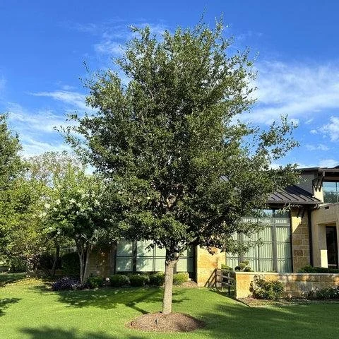 live oak 2.jpeg