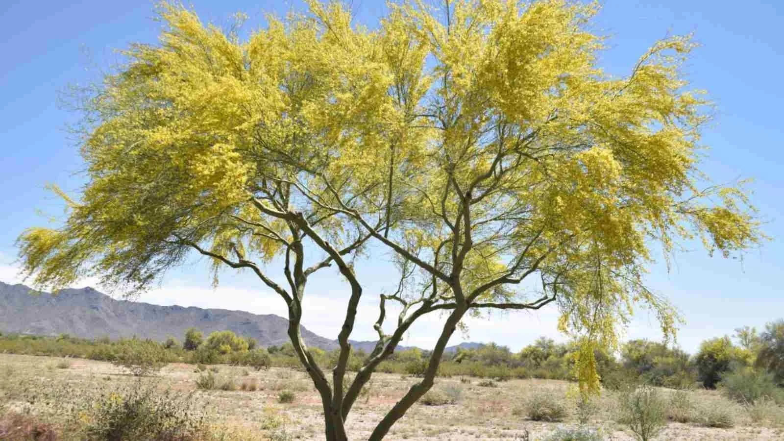 Desert Museum Palo Verde 2.jpeg