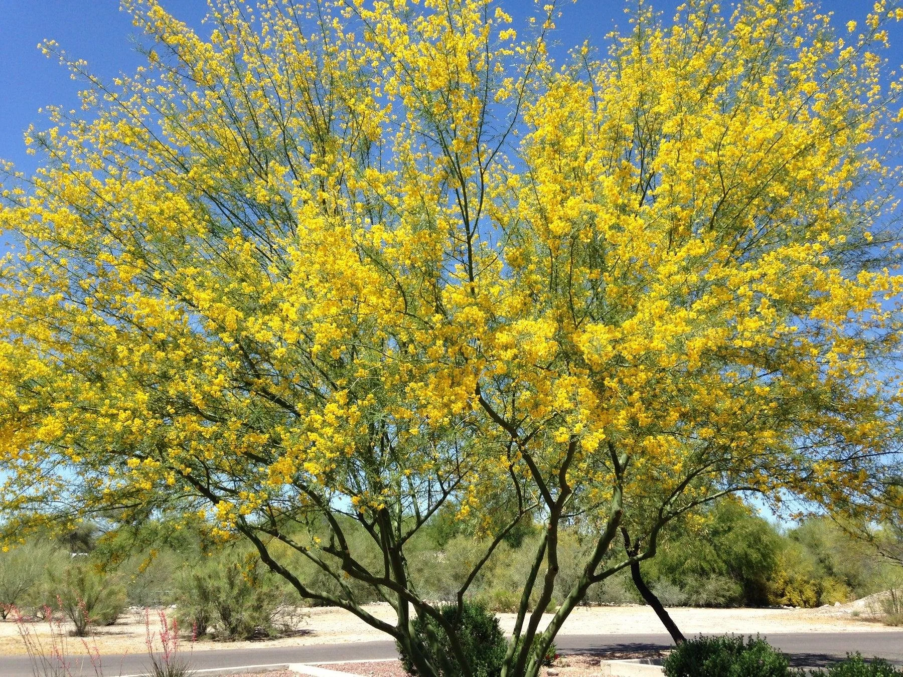 Desert Museum Palo Verde 3.jpeg
