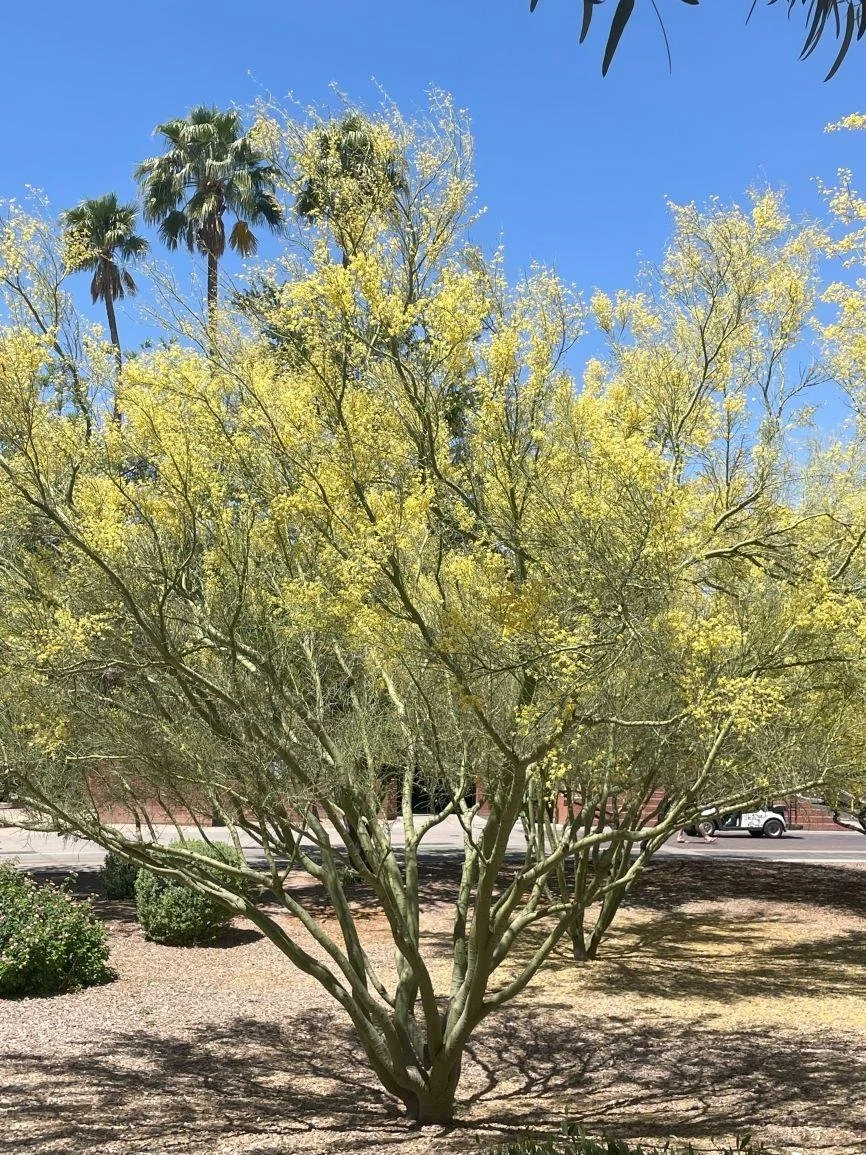 Desert Museum Palo Verde 5.jpeg