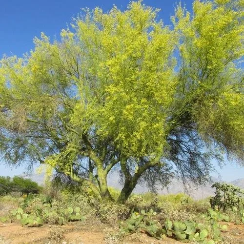 Desert Museum Palo Verde 4.jpeg