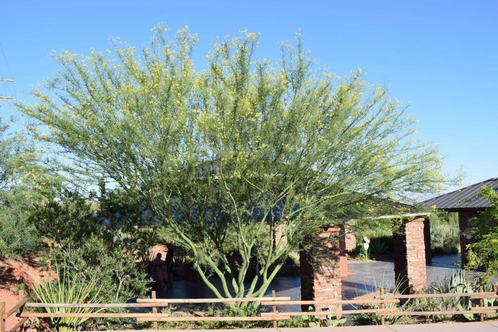 Desert Museum Palo Verde 1.jpeg