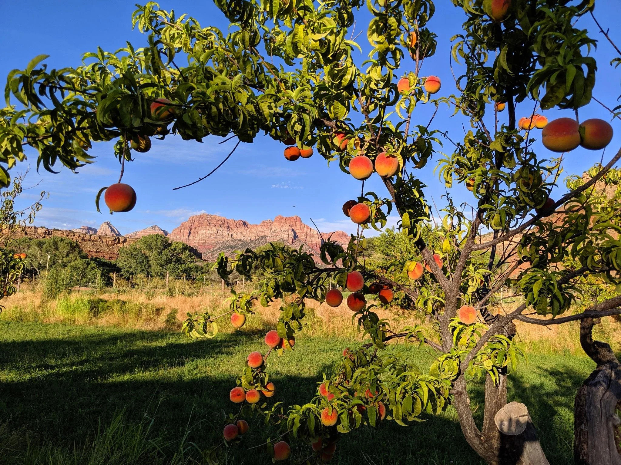 Fruit tree in southern utah 1.jpeg