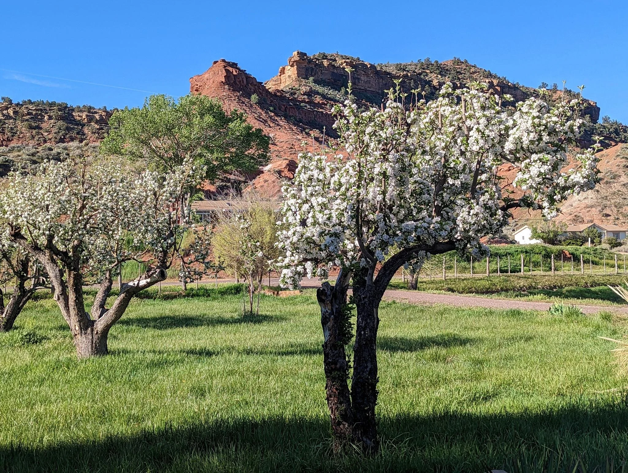Fruit tree in southern utah 3.jpeg