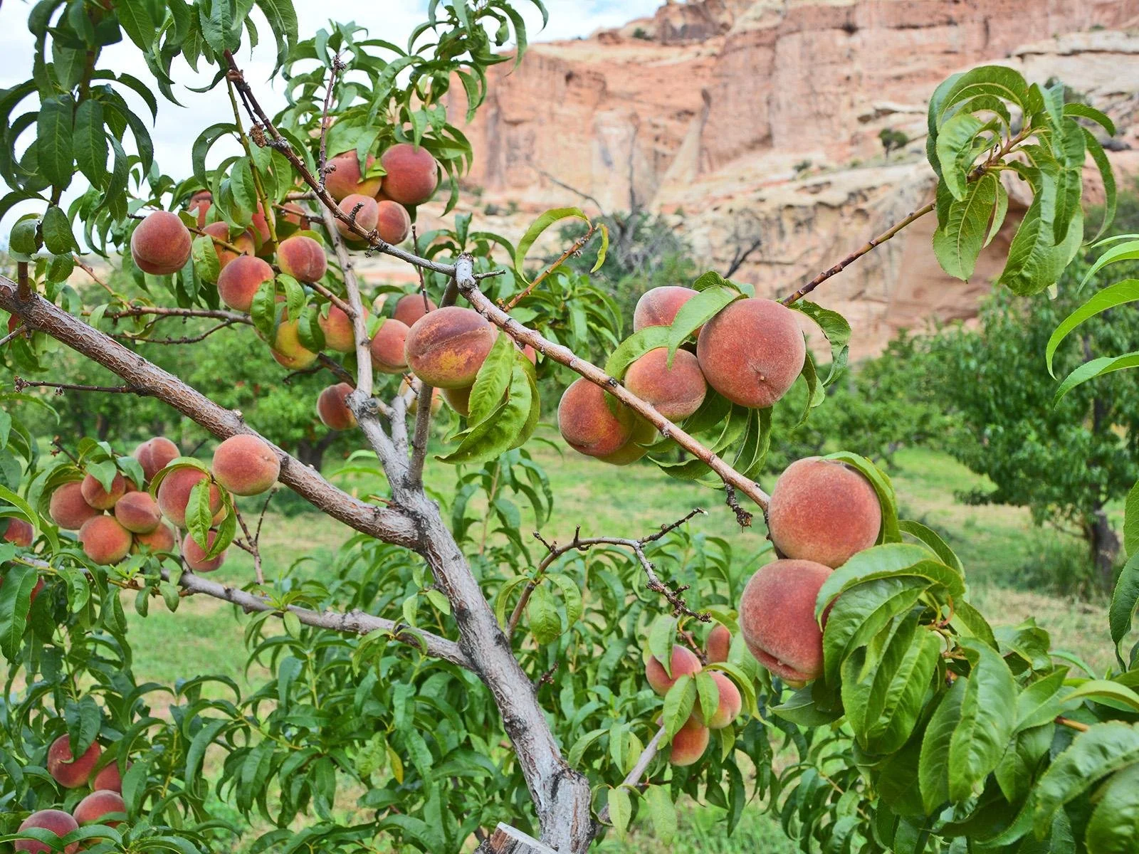 Fruit tree in southern utah 4.jpeg
