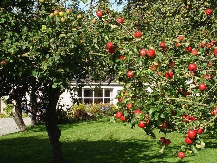 Fruit tree in southern utah 5.jpeg