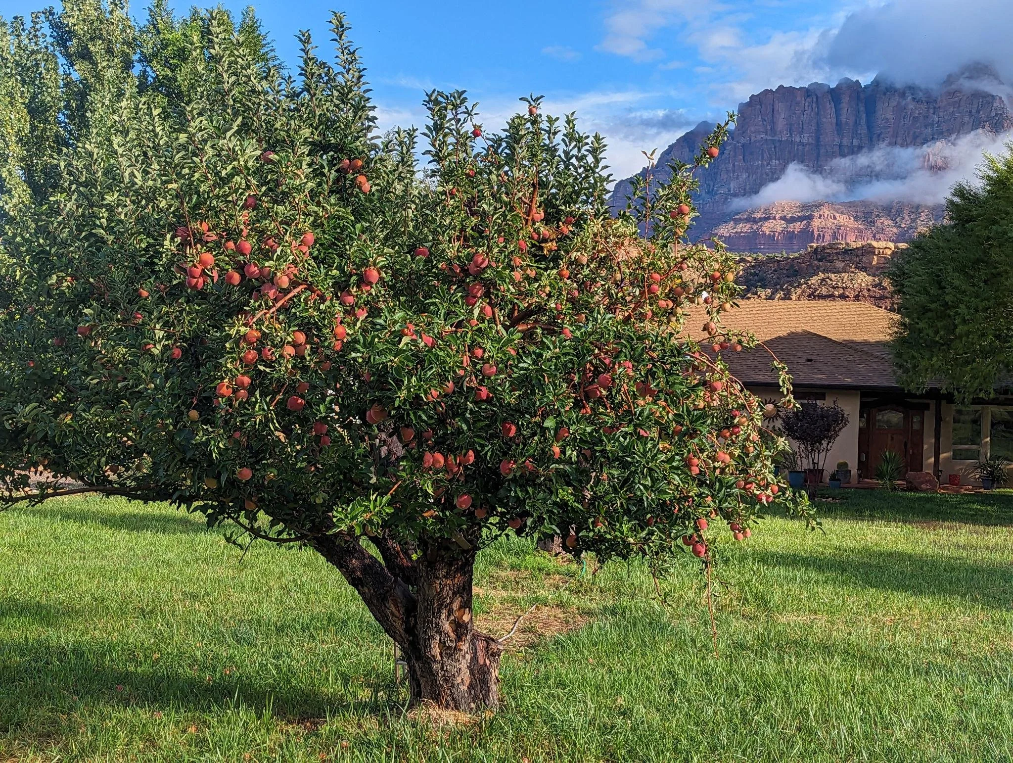Fruit tree in southern utah.jpeg