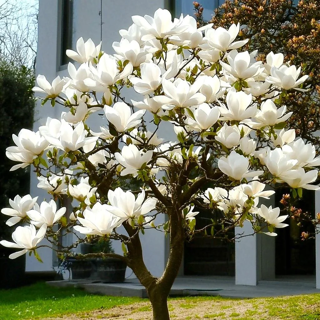 Southern Magnolia Tree 1.jpeg