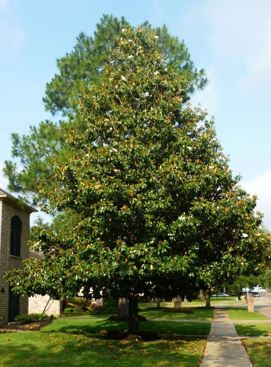 Southern Magnolia Tree 3.jpeg