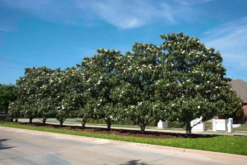 Southern Magnolia Tree 5.jpeg