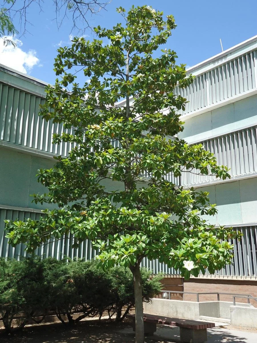 Southern Magnolia Tree 8.jpeg