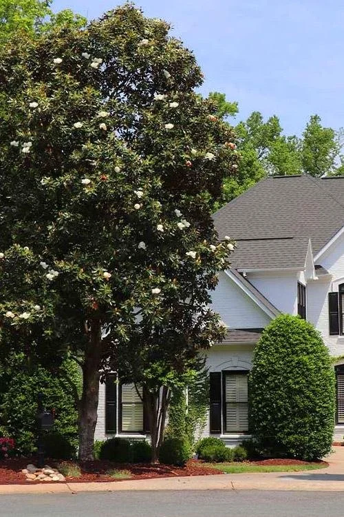 Southern Magnolia Tree.jpeg