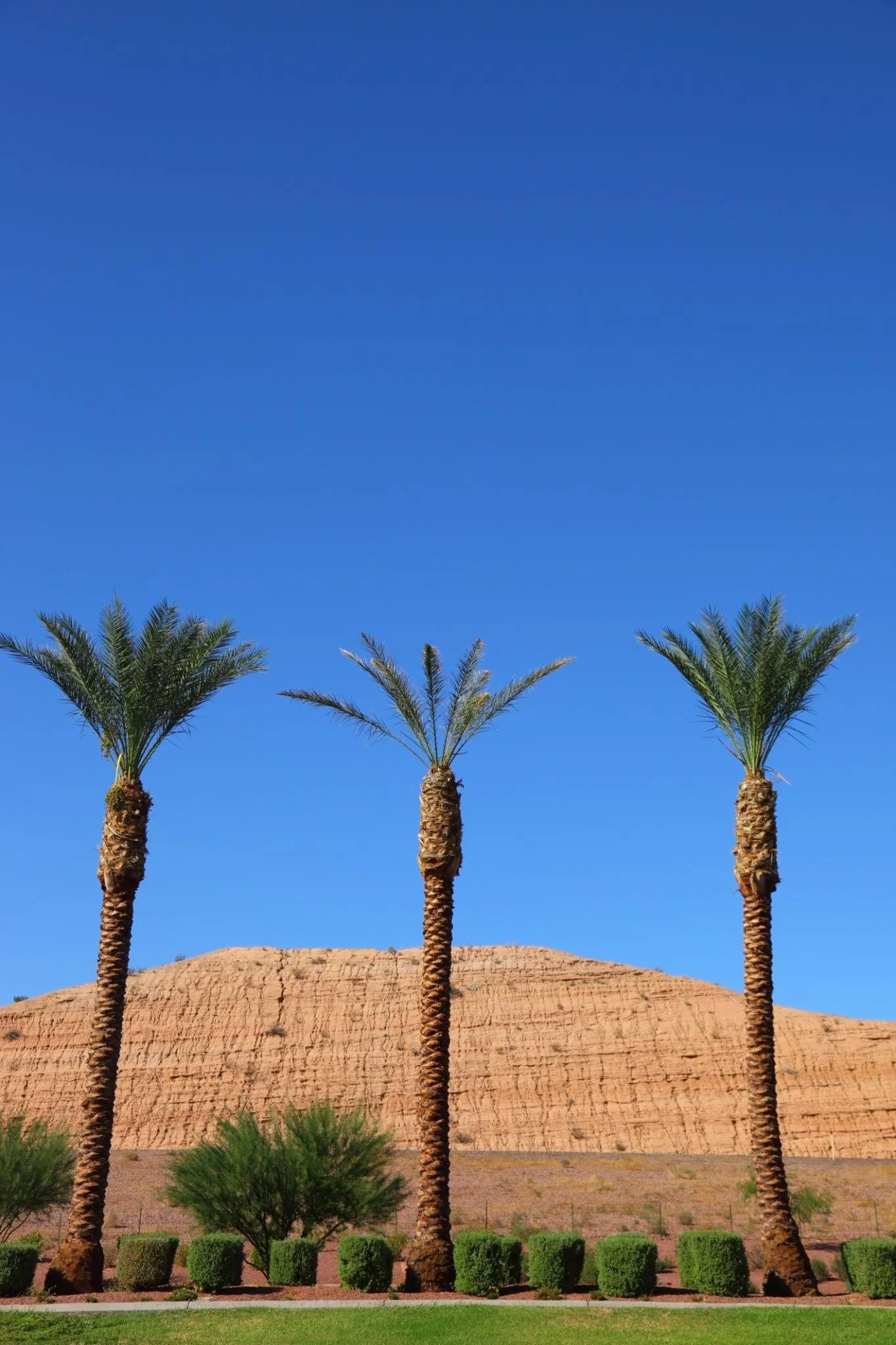 palm tree 2.jpeg