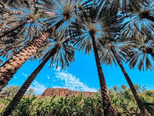 palm tree 4.jpeg