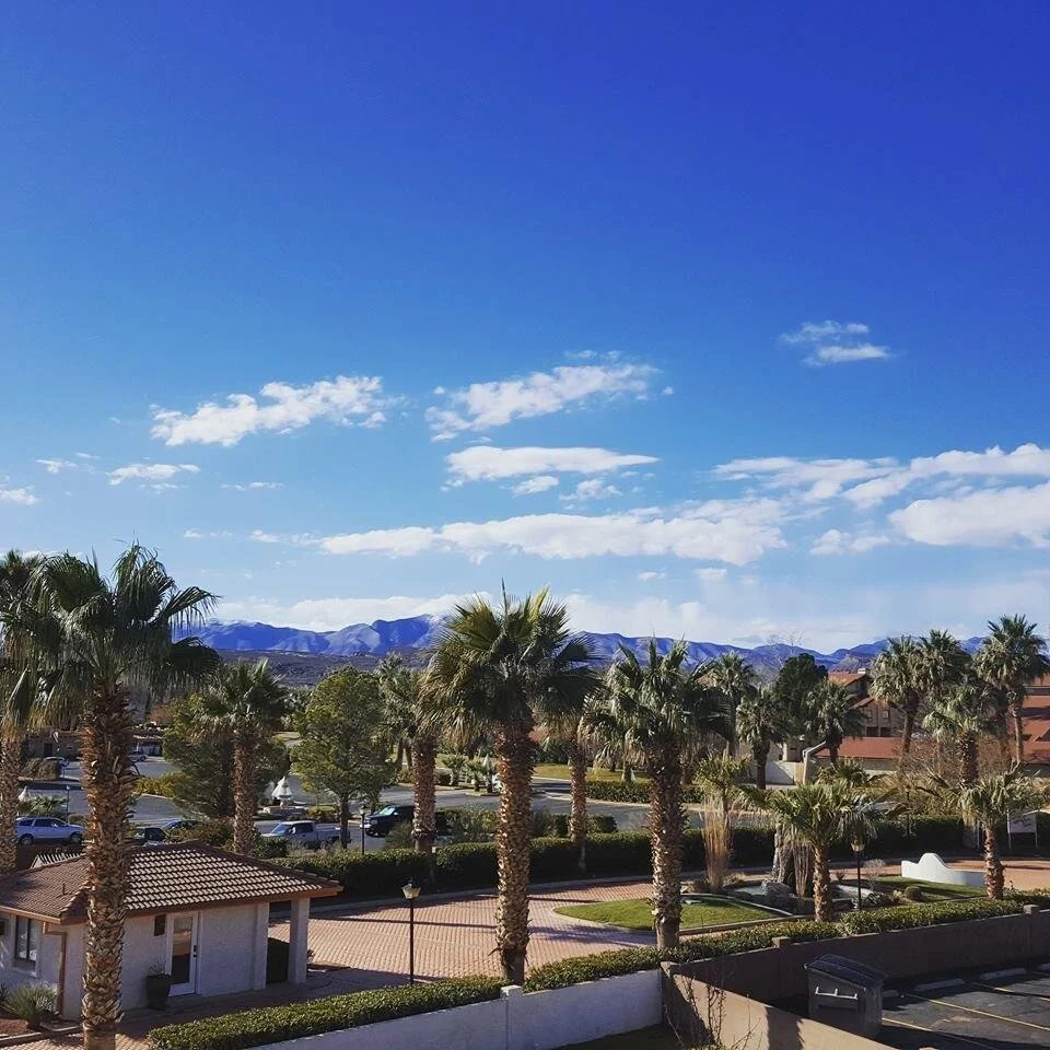 palm tree.jpeg