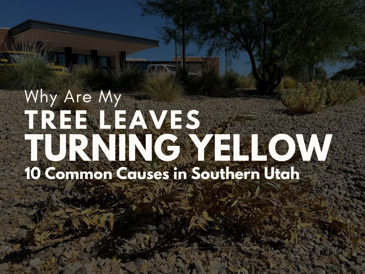 Why Are My Tree Leaves Turning Yellow? 10 Common Causes in Southern Utah
