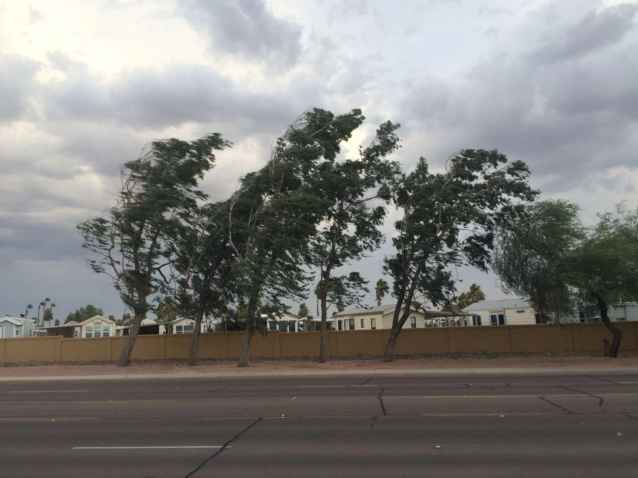 Windy Day, Trees Blowing, Monsoon Season.jpeg