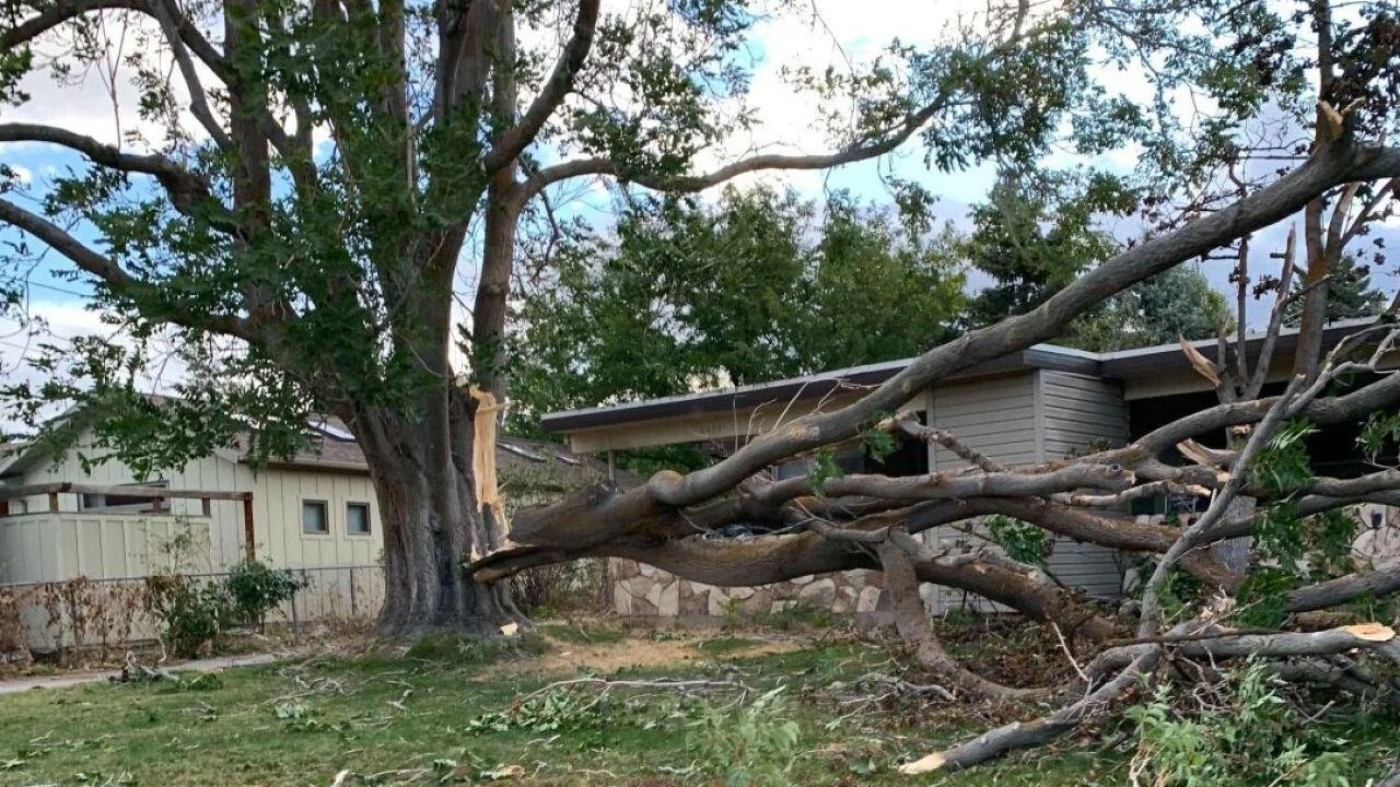 Wood from fallen trees.jpeg